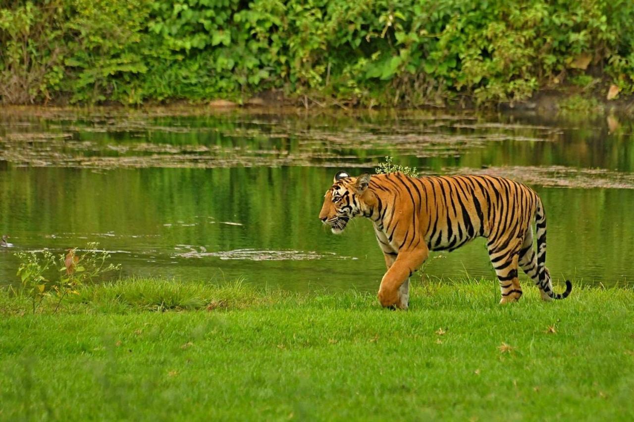 Bed and Breakfast Jungle Trailz Kabini Sargur Екстер'єр фото