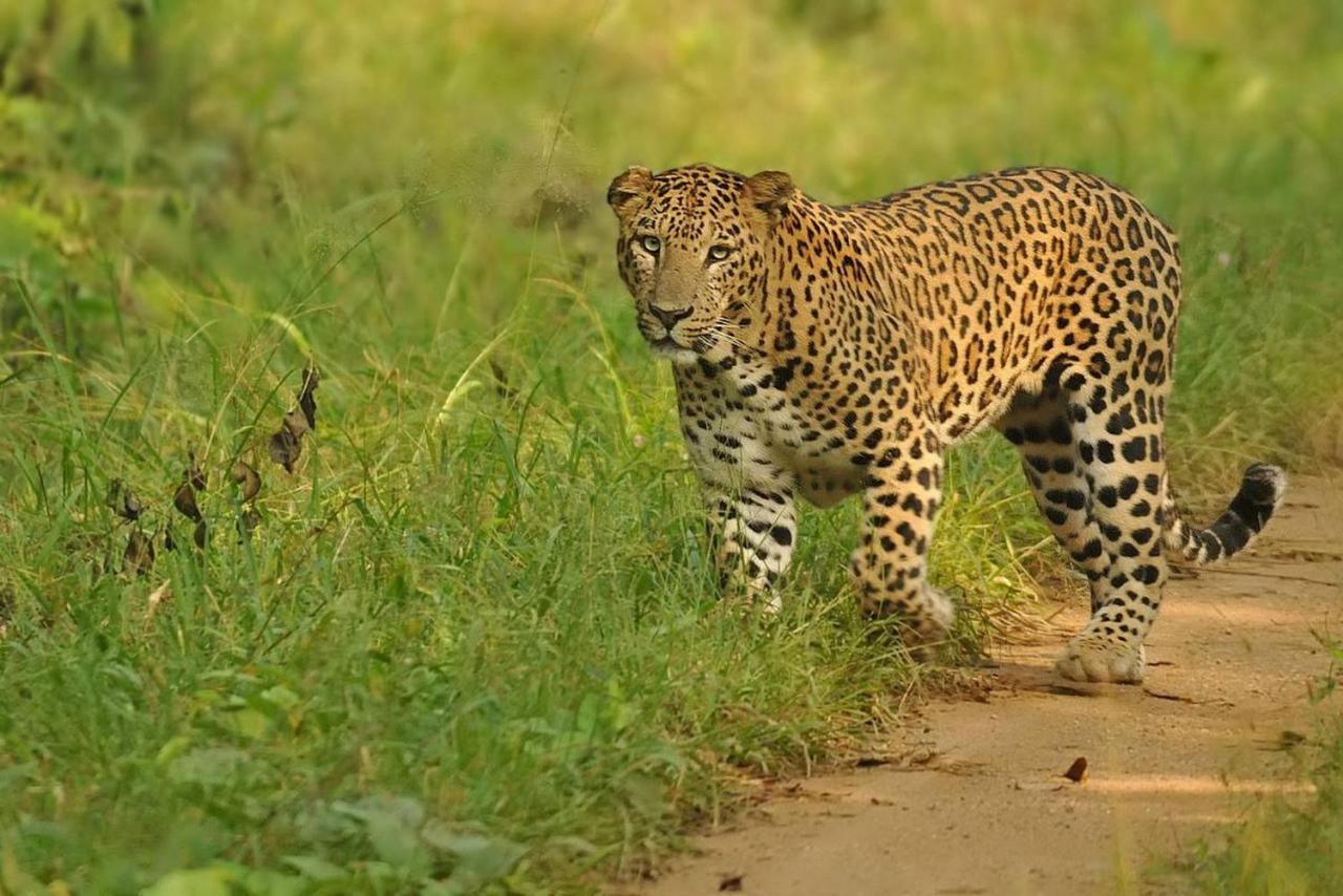 Bed and Breakfast Jungle Trailz Kabini Sargur Екстер'єр фото